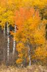 Autumn view of willows and aspen trees along shoreline of Two Ocean Lake-Grand Teton National Park Art Print